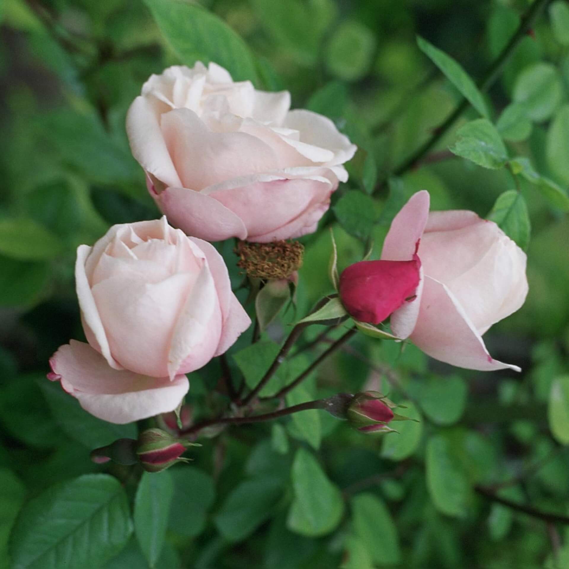 Feldrose 'Splendens' (Rosa arvensis 'Splendens')