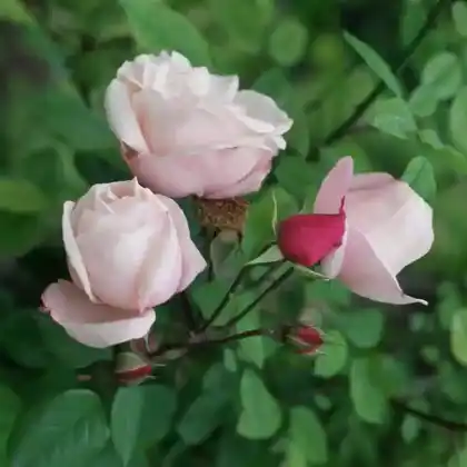 Foto von Feldrose 'Splendens' (Rosa arvensis 'Splendens')