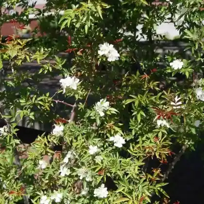 Foto von Banks Rose (Rosa banksiae)