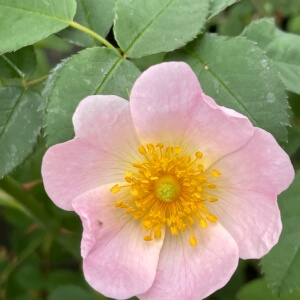 Rosa canina