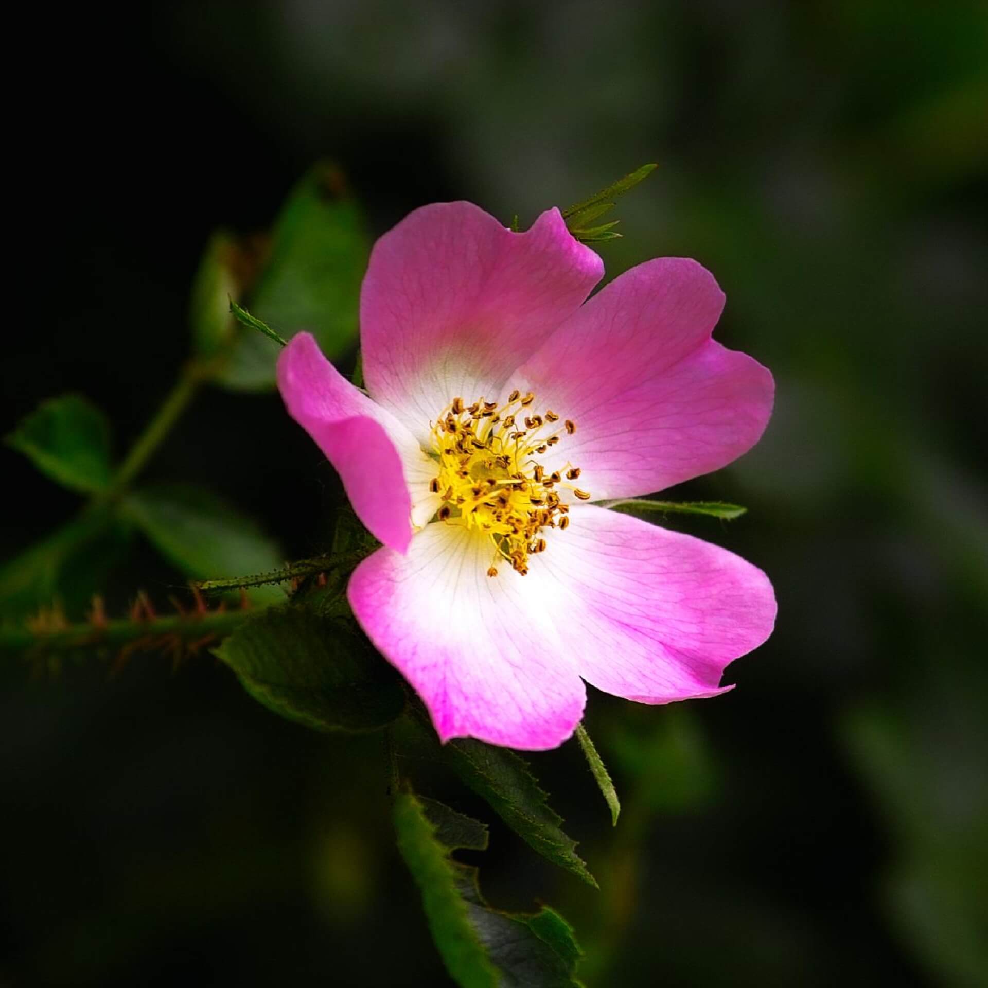 Hundsrose (Rosa canina)