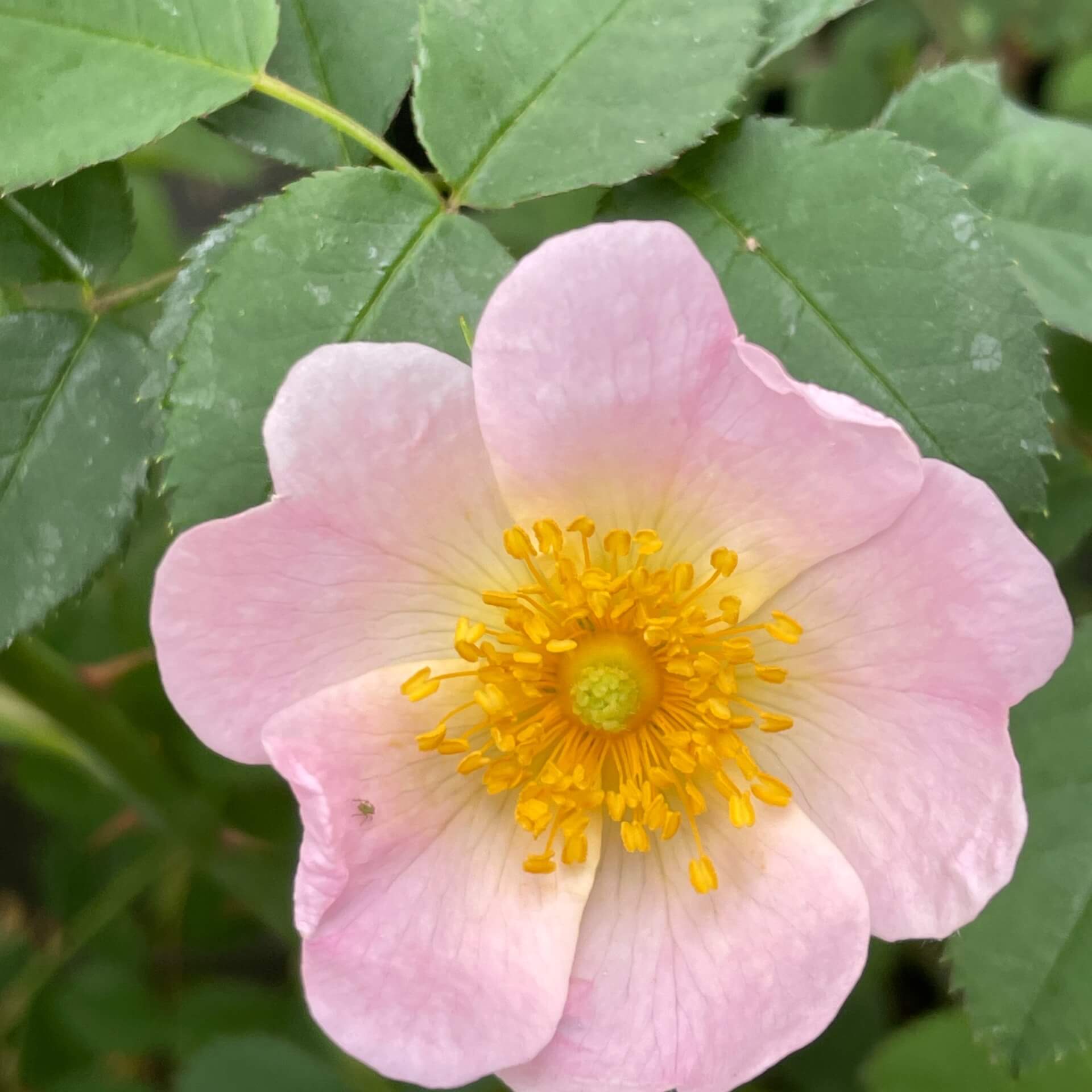 Hundsrose (Rosa canina)