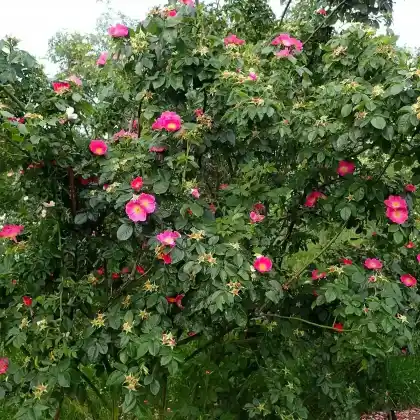 Foto von Hundsrose 'Kiese' (Rosa canina 'Kiese')
