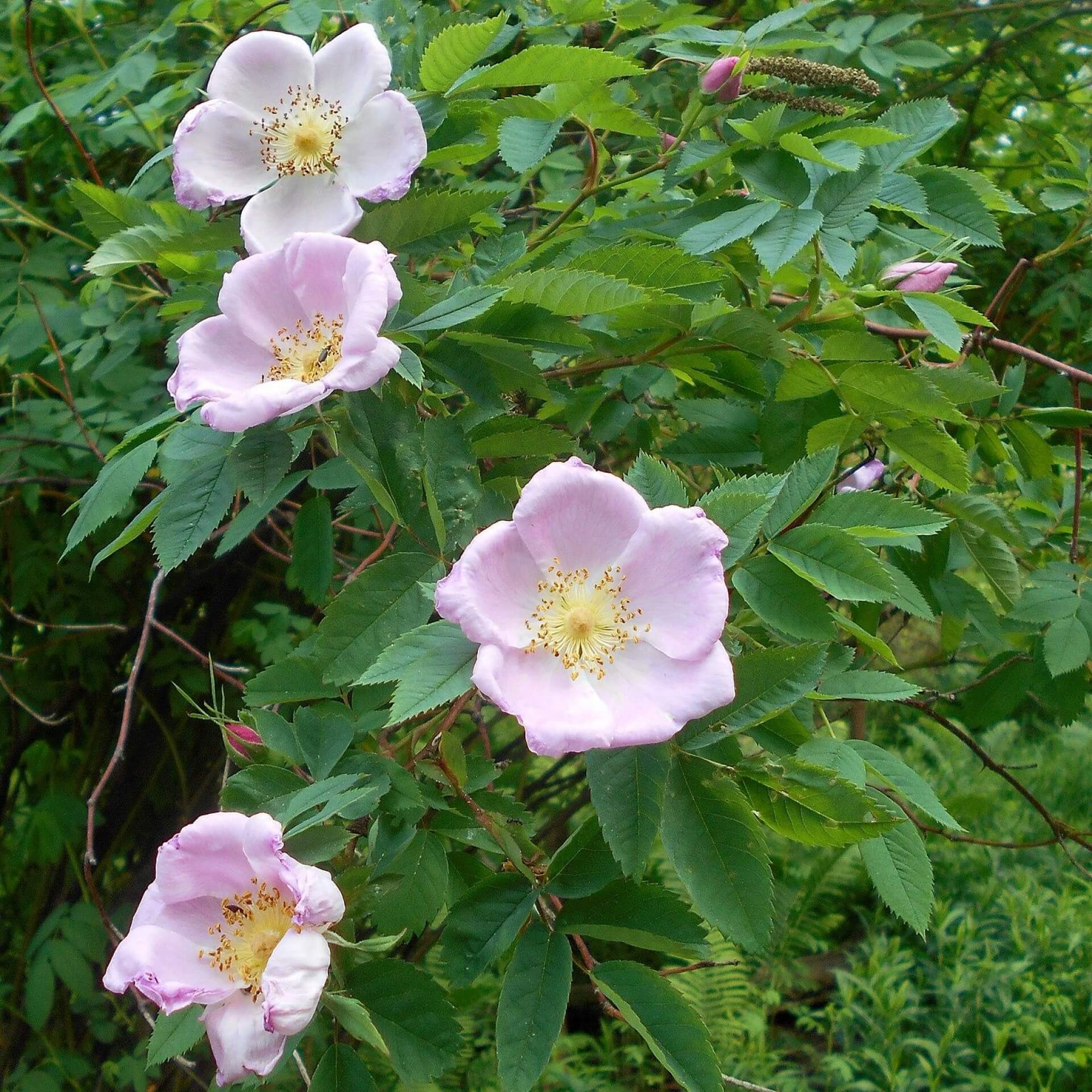 Sandrose (Rosa carolina)