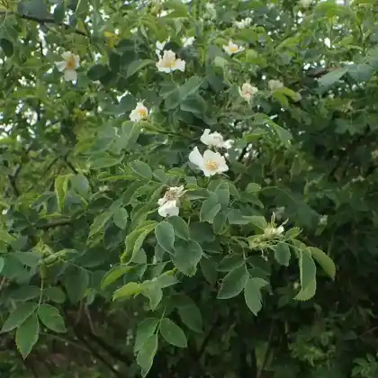 Foto von Lederblättrige Rose (Rosa caesia)