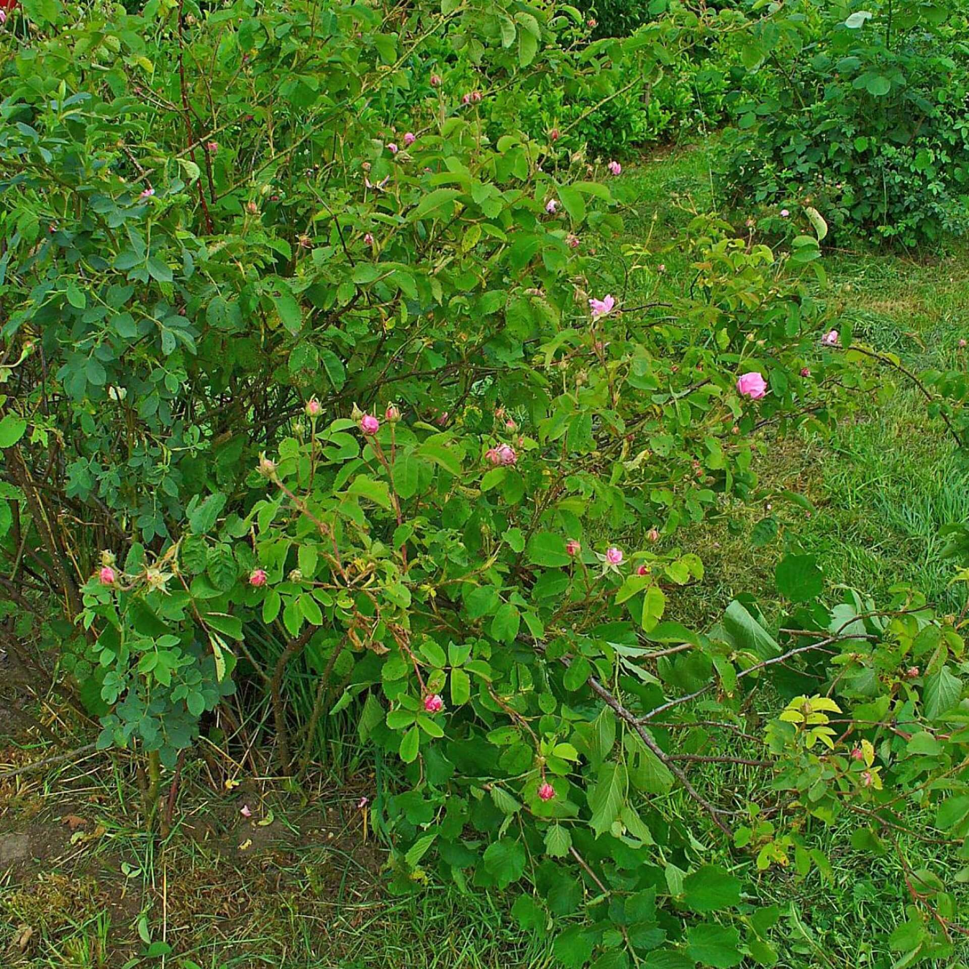 Hundertblättrige Rose (Rosa centifolia)