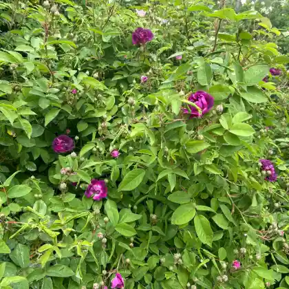 Foto von Provence-Rose 'A Fleurs Doubles' (Rosa centifolia 'A Fleurs Doubles')