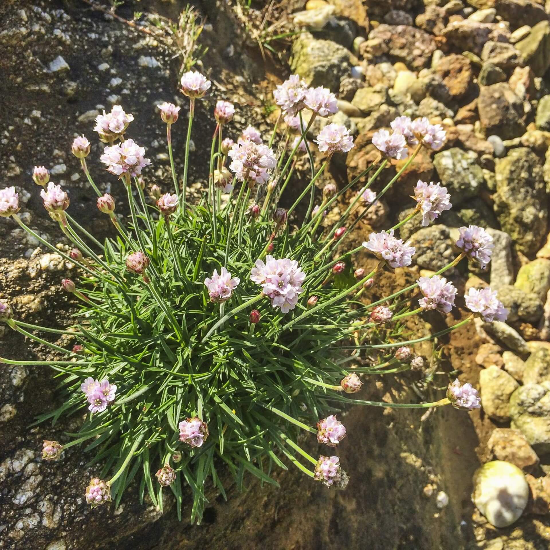 Wegerich-Grasnelke (Armeria arenaria)