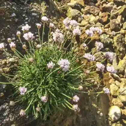 Foto von Wegerich-Grasnelke (Armeria arenaria)