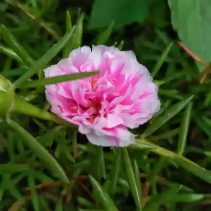 Foto von Moos-Rose (Rosa centifolia 'Muscosa')