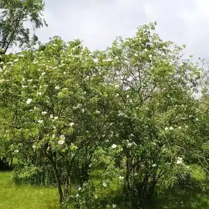 Foto von Heckenrose (Rosa corymbifera)