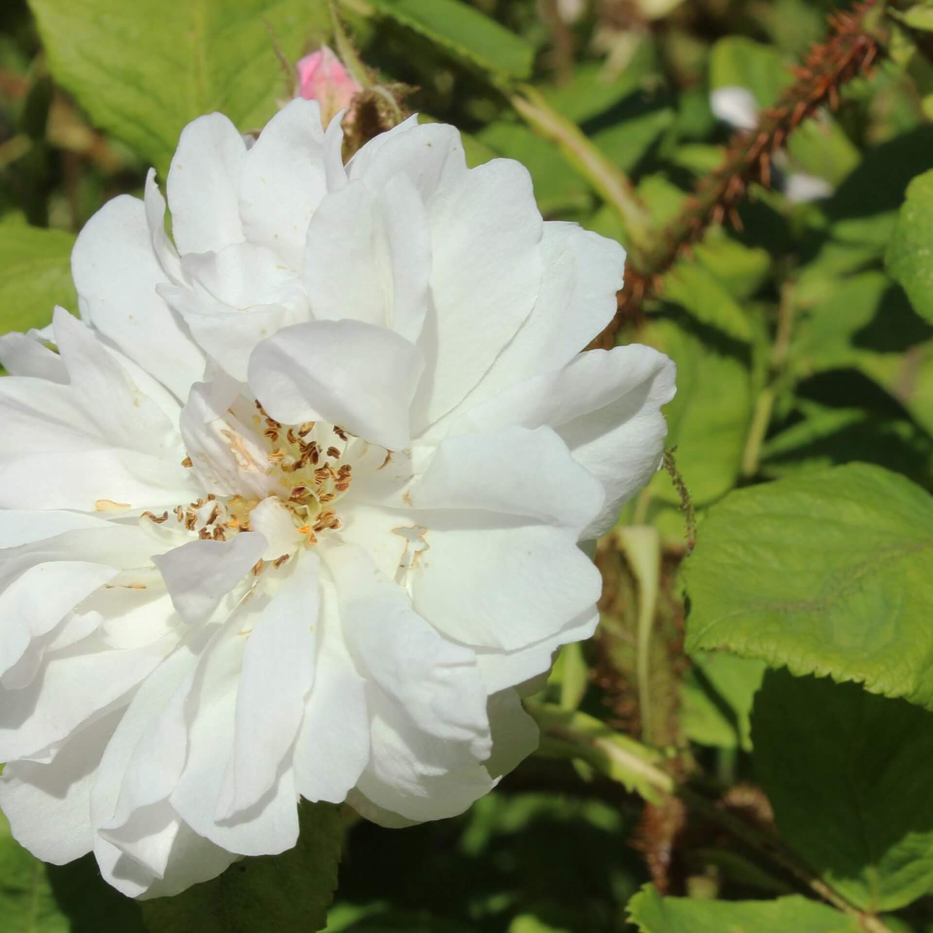Rose 'Quatre Saisons Blanc Mousseux' (Rosa damascena 'Quatre Saisons Blanc Mousseux')