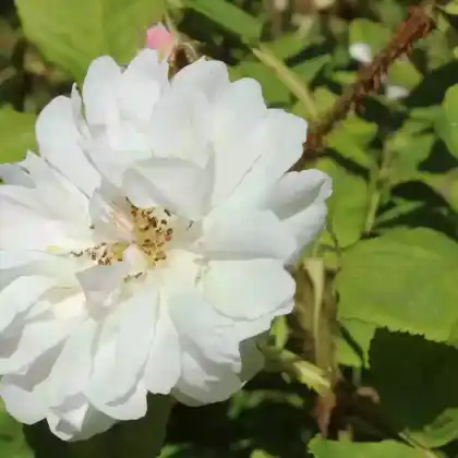 Foto von Rose 'Quatre Saisons Blanc Mousseux' (Rosa damascena 'Quatre Saisons Blanc Mousseux')