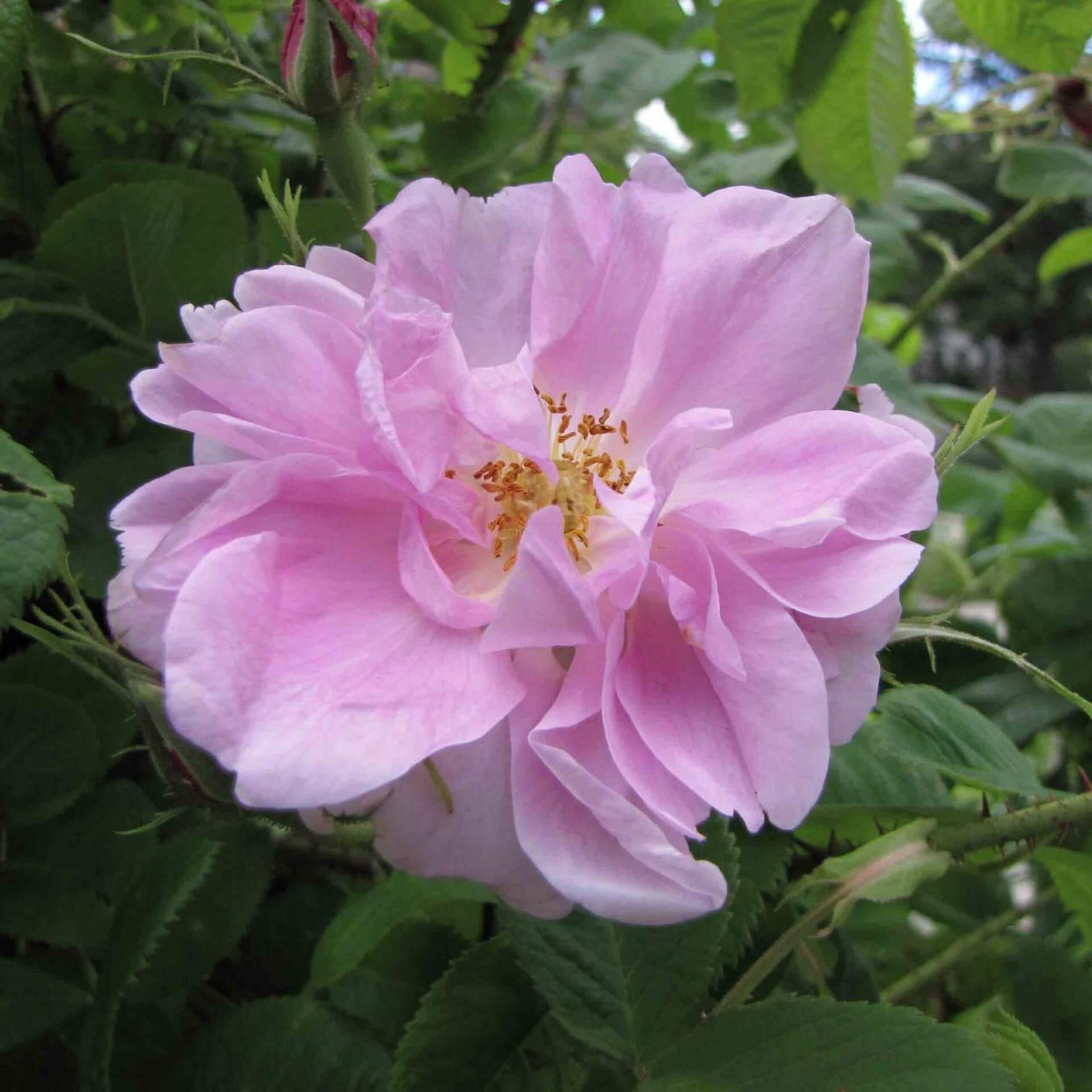 Bulgarische Öl-Rose (Rosa damascena 'Trigintipetala')