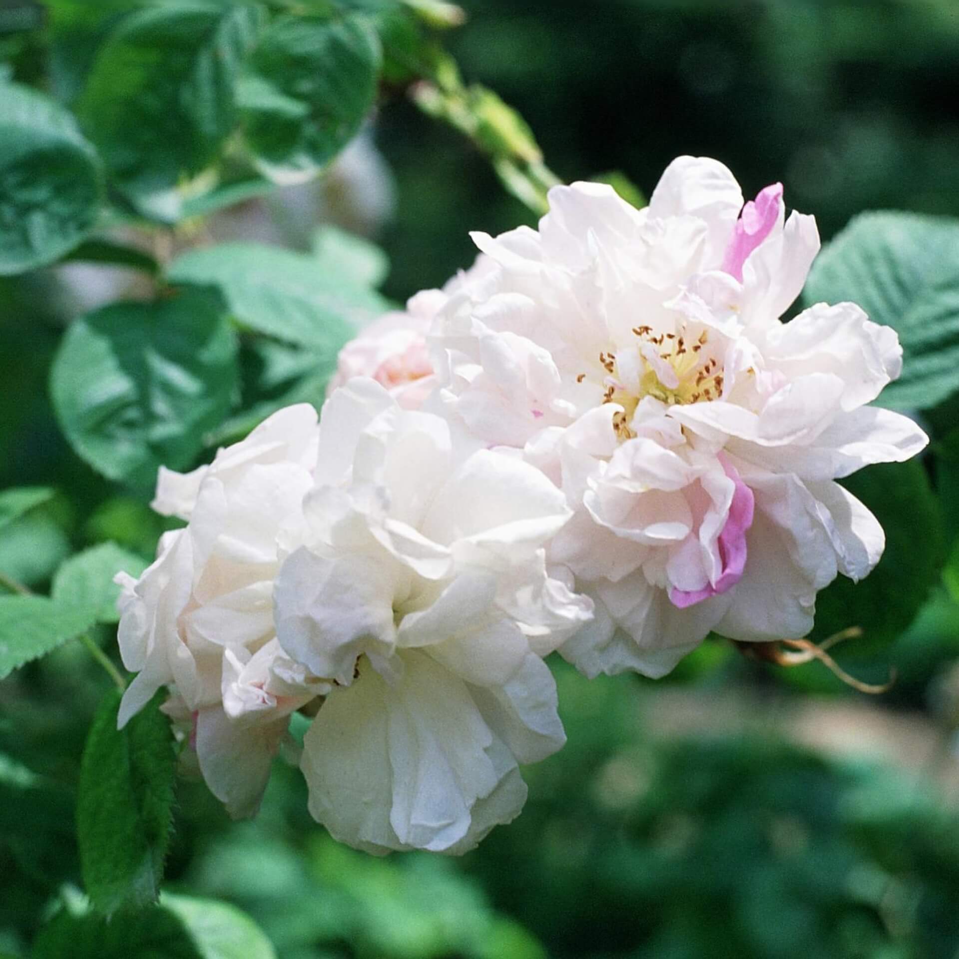 Rose 'York and Lancaster' (Rosa damascena 'York and Lancaster')