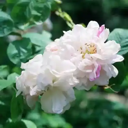 Foto von Rose 'York and Lancaster' (Rosa damascena 'York and Lancaster')