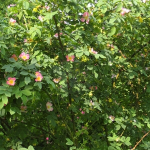 Rosa dumalis