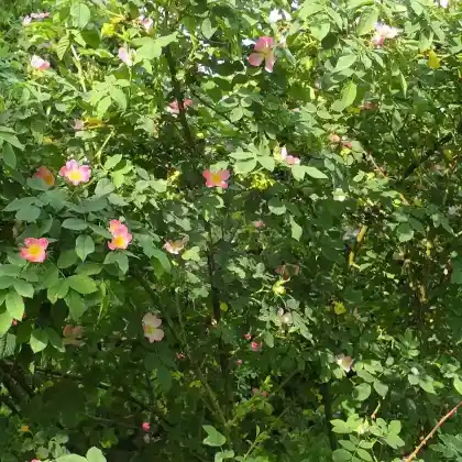 Foto von Vogesen-Rose (Rosa dumalis)