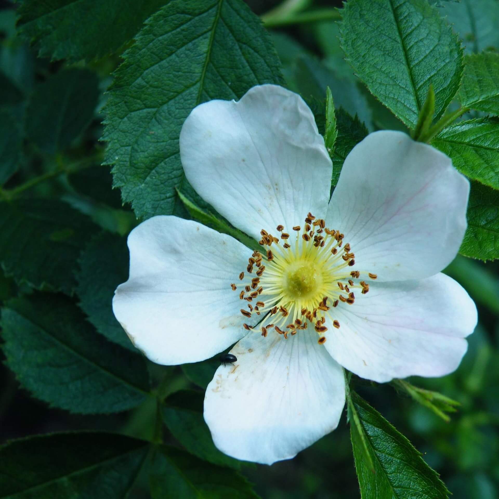 Keilblättrige Rose (Rosa elliptica)