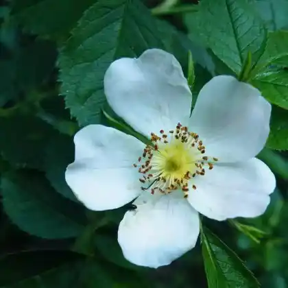 Foto von Keilblättrige Rose (Rosa elliptica)