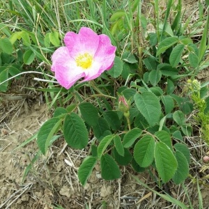 Rosa gallica