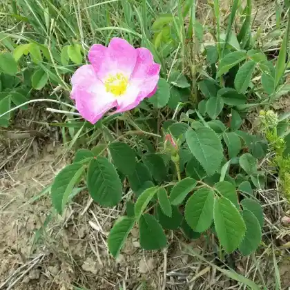 Foto von Essigrose (Rosa gallica)