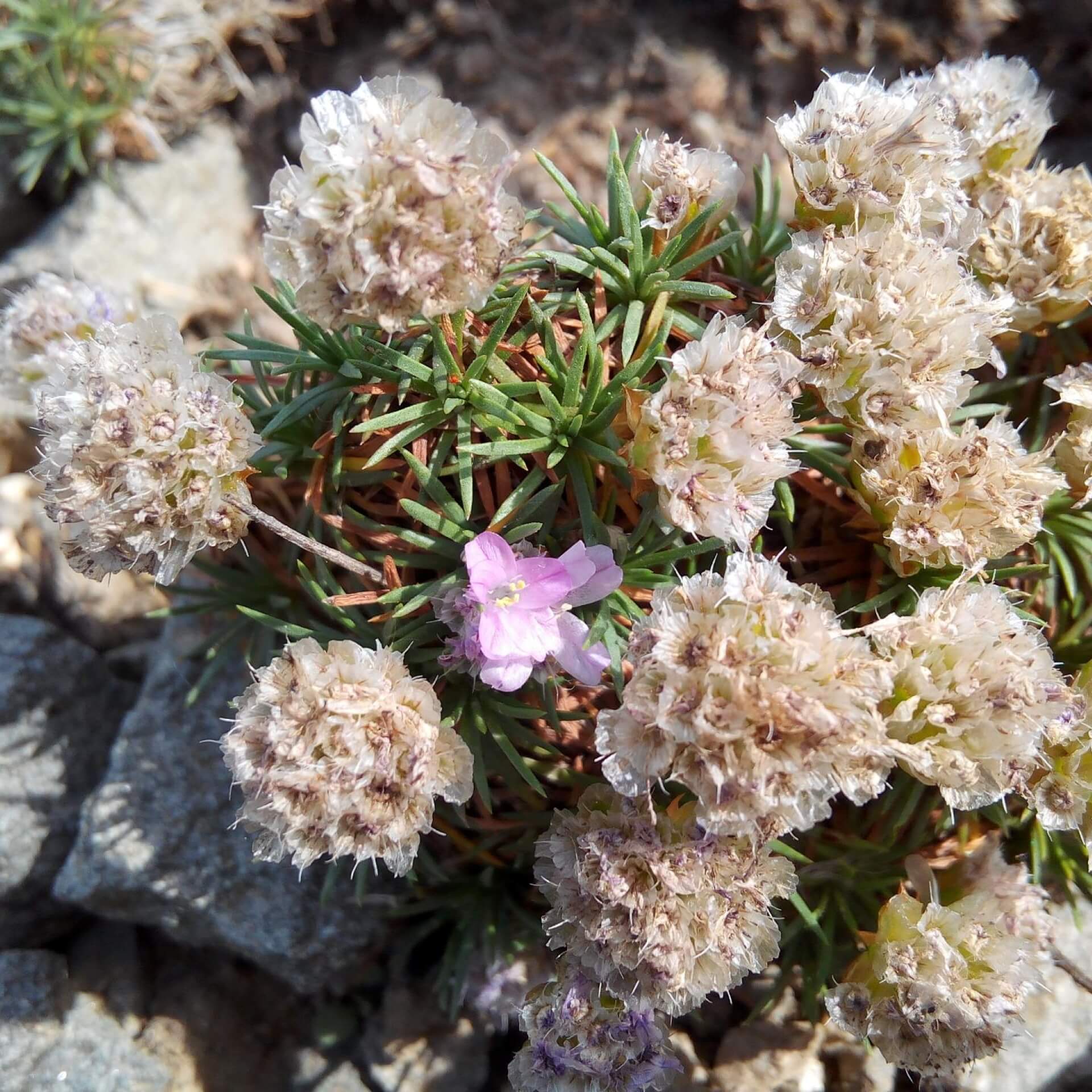 Zwerg-Grasnelke (Armeria juniperifolia)