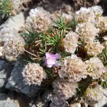 Foto von Zwerg-Grasnelke (Armeria juniperifolia)