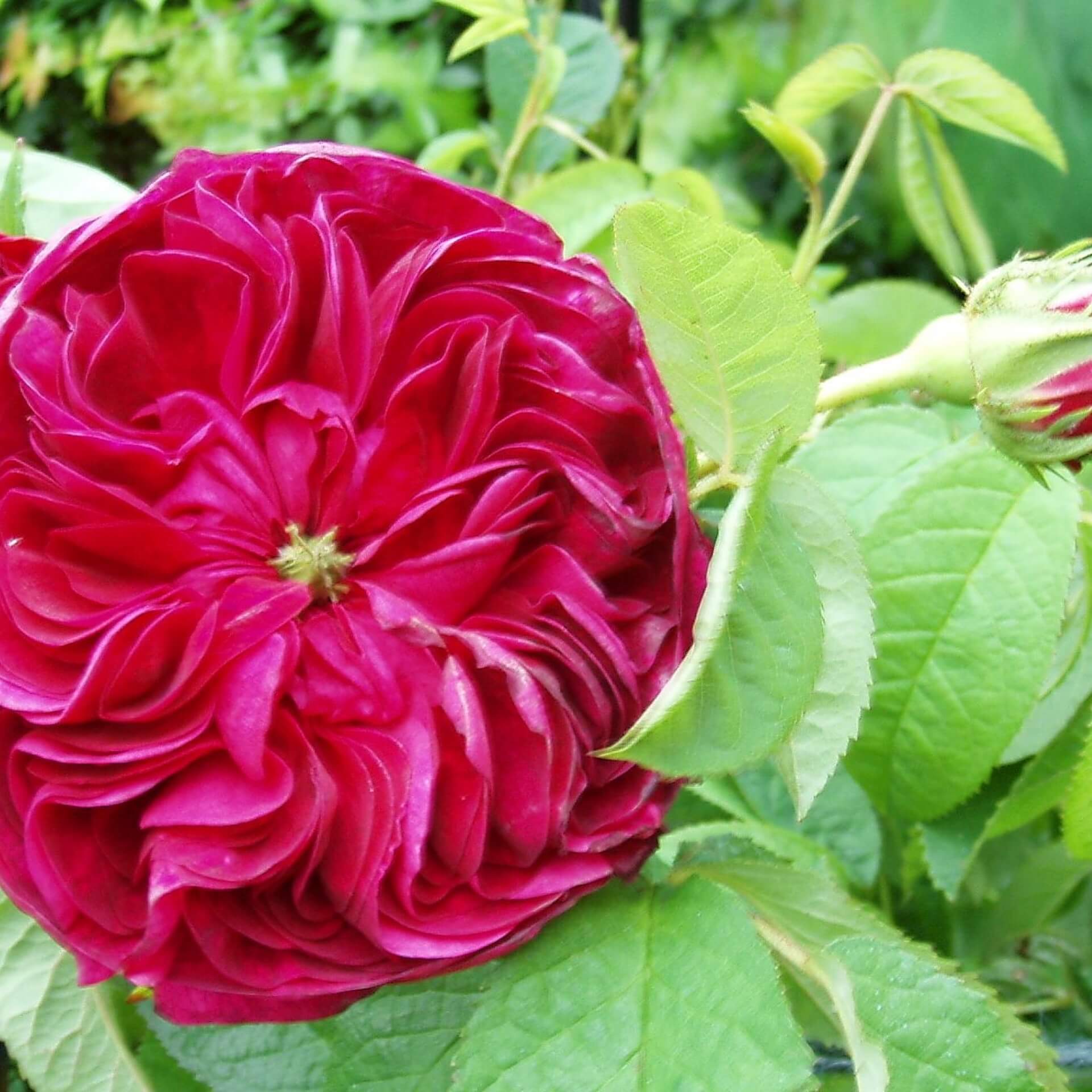 Rose 'Charles de Mills' (Rosa gallica 'Charles de Mills')