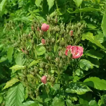Foto von Provins-Rose (Rosa gallica 'Complicata')