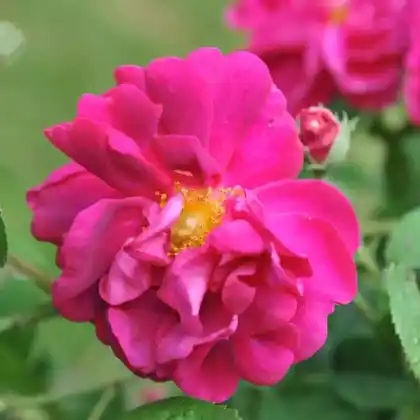 Foto von Konditor-Rose (Rosa gallica 'Conditorum')