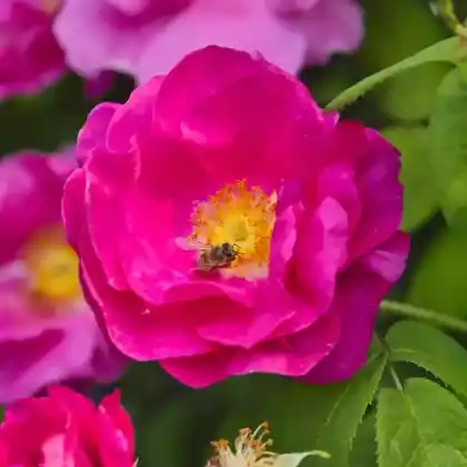 Foto von Apothekerrose (Rosa gallica 'Officinalis')
