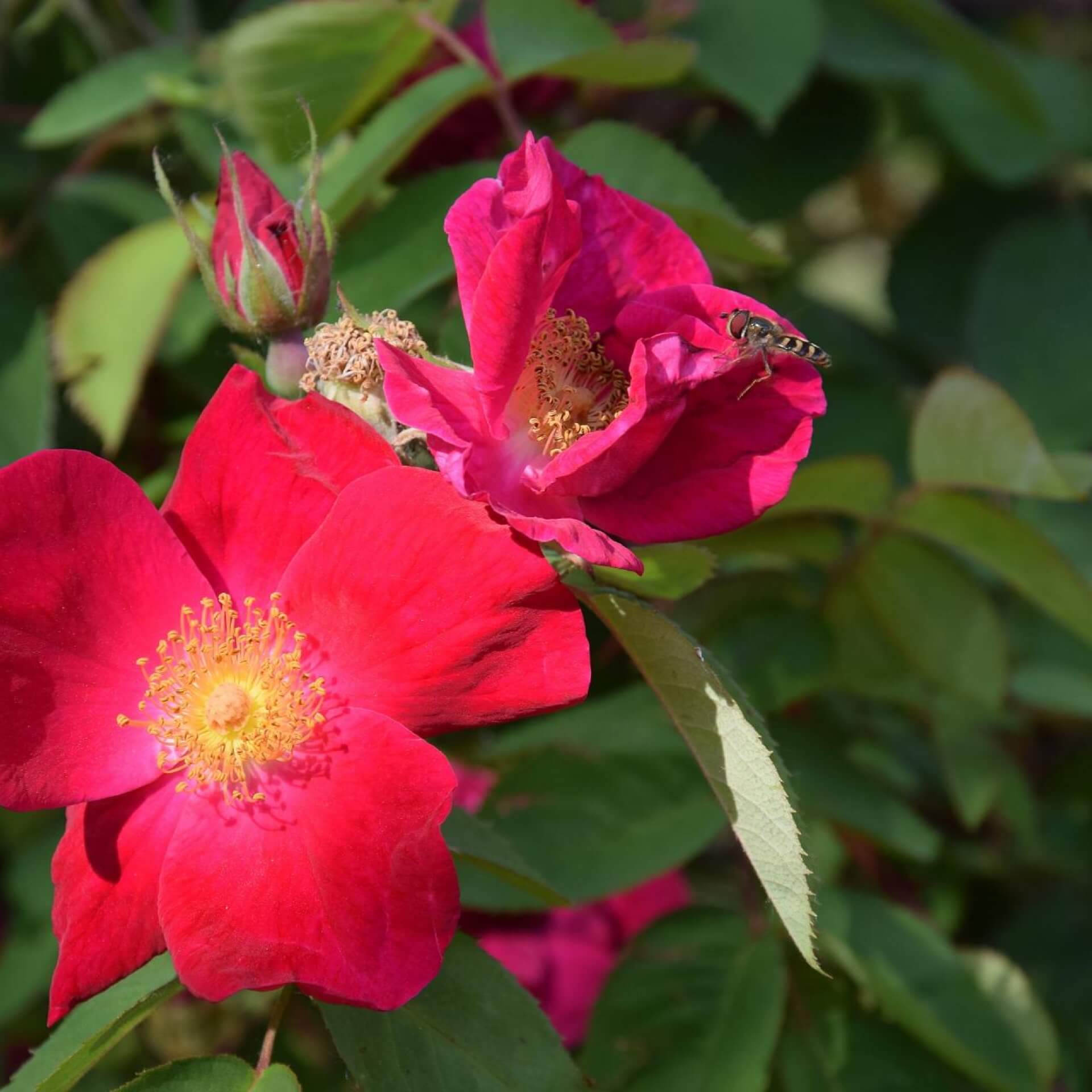 Kletterrose 'Scharlachglut' (Rosa gallica 'Scharlachglut')