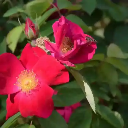Foto von Kletterrose 'Scharlachglut' (Rosa gallica 'Scharlachglut')