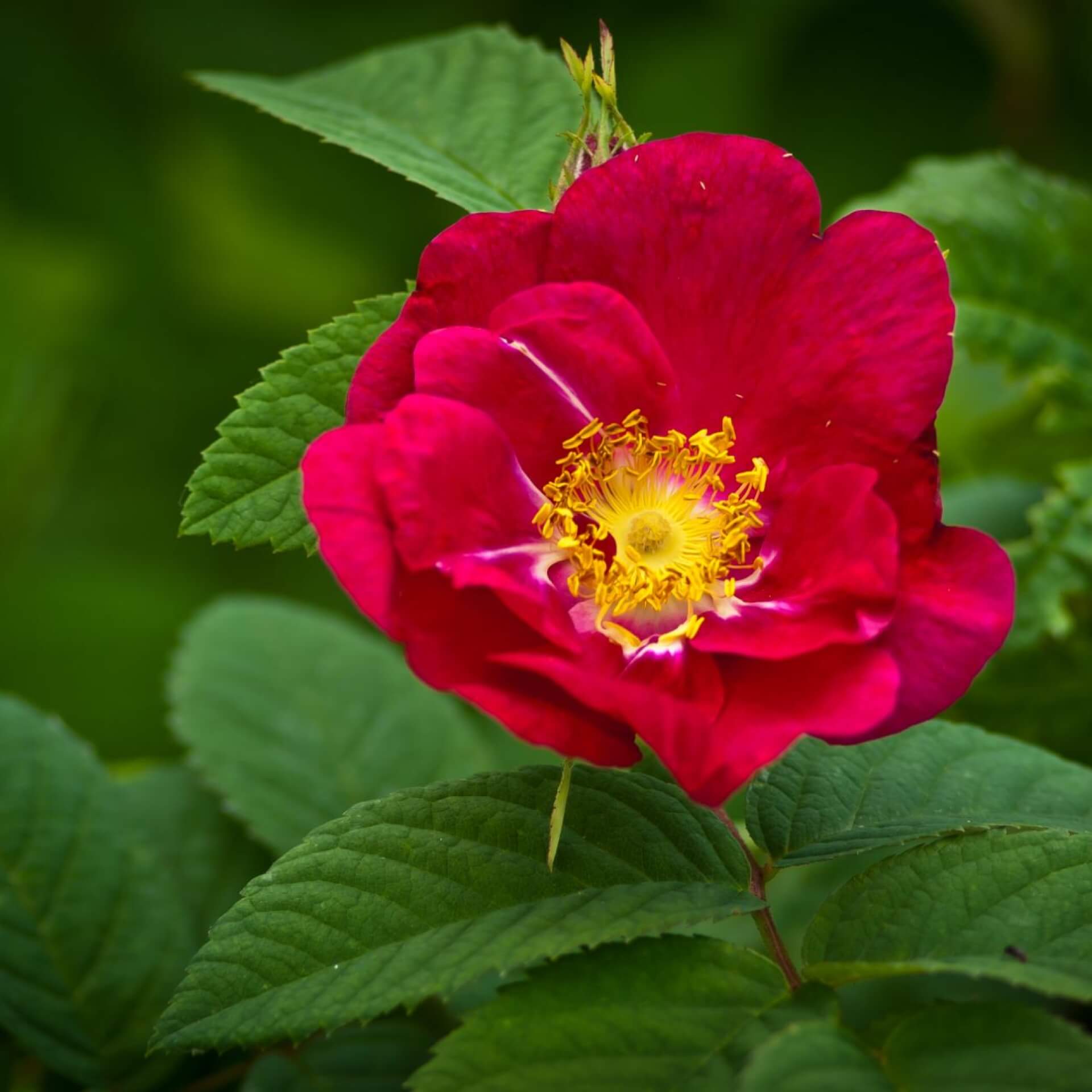 Frankfurter Rose (Rosa gallica 'Splendens')