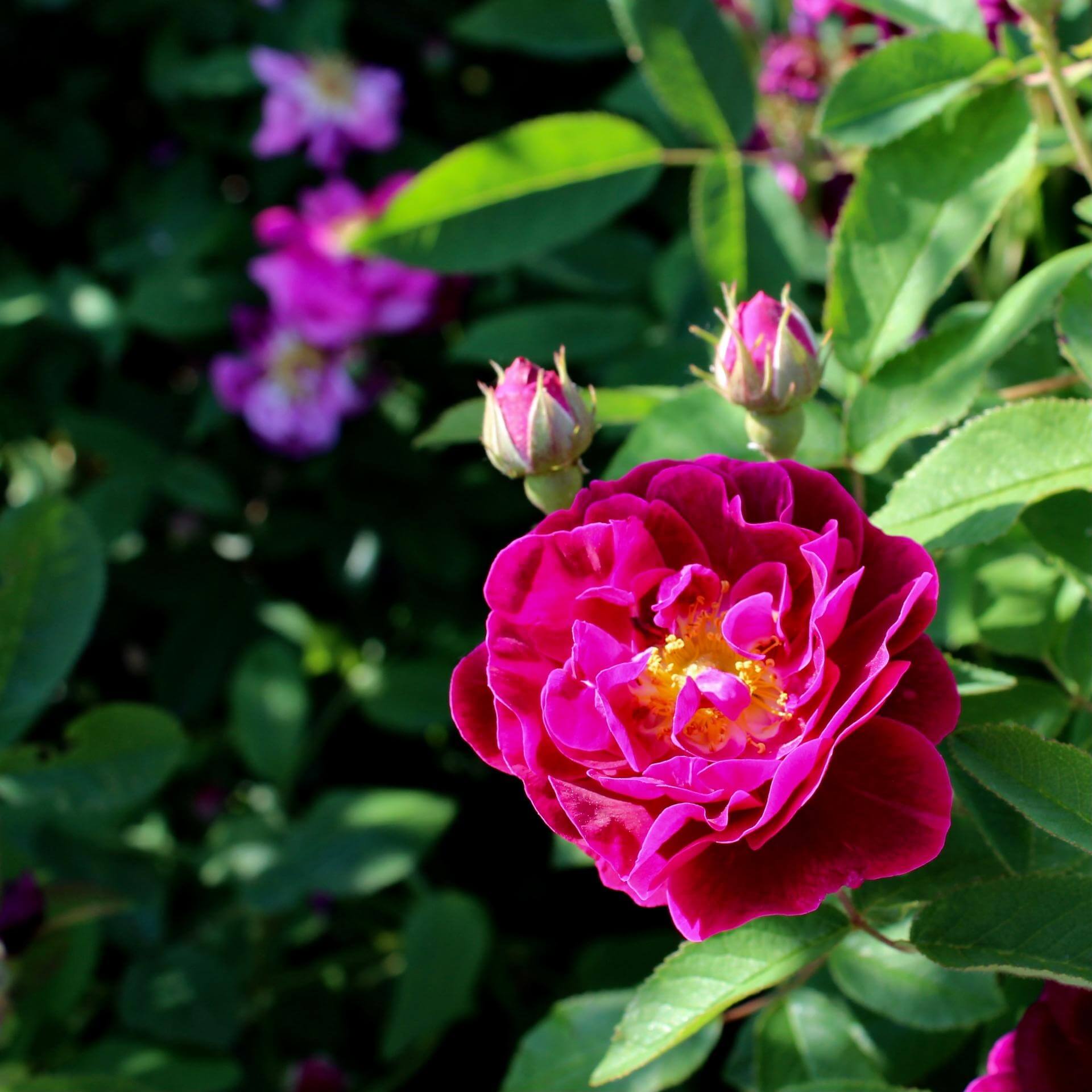 Strauchrose 'Tuscany' (Rosa gallica 'Tuscany')