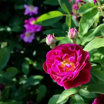 Foto von Strauchrose 'Tuscany' (Rosa gallica 'Tuscany')