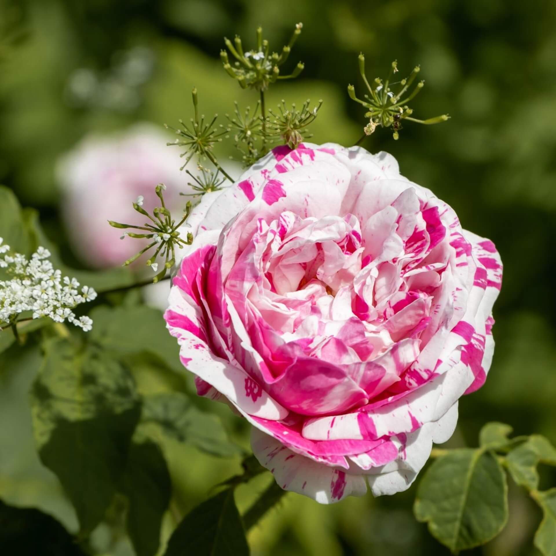 Historische Rose 'Versicolor' (Rosa gallica 'Versicolor')