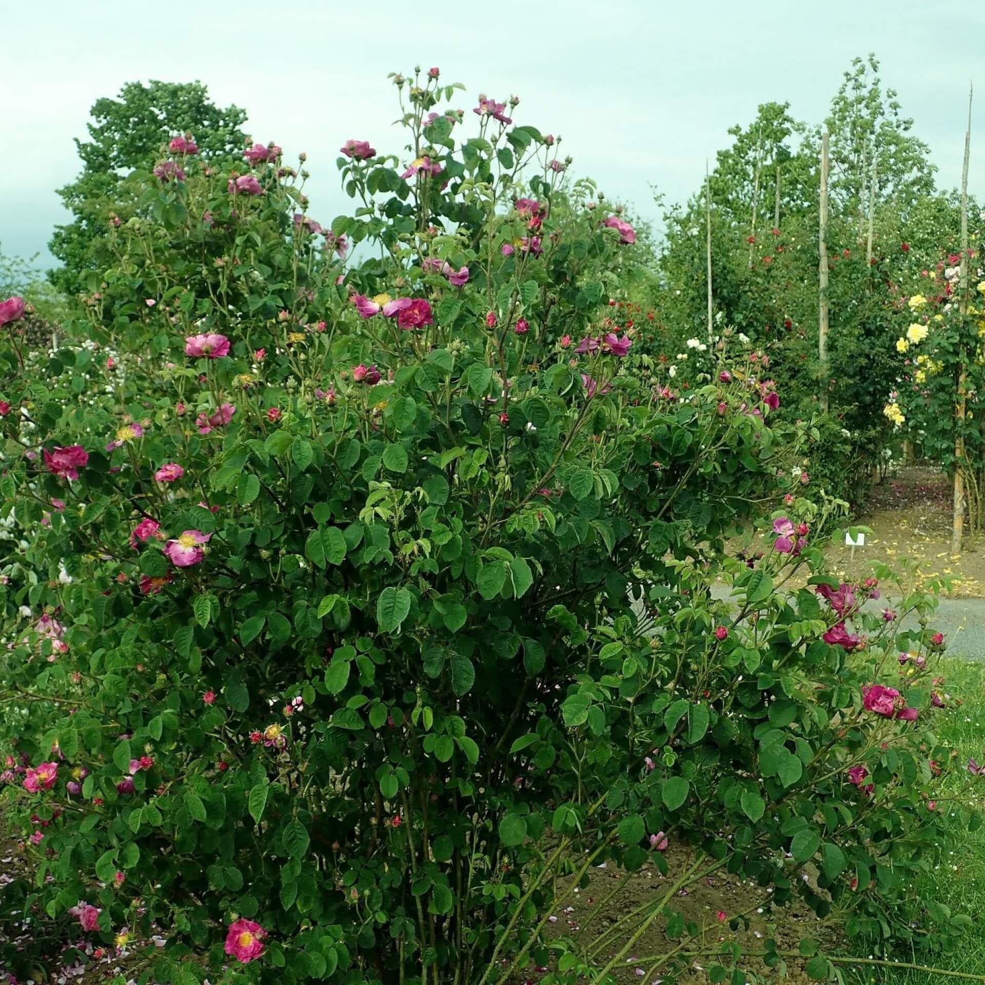 Rose 'Violacea' (Rosa gallica 'Violacea')