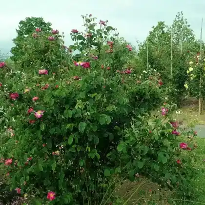 Foto von Rose 'Violacea' (Rosa gallica 'Violacea')