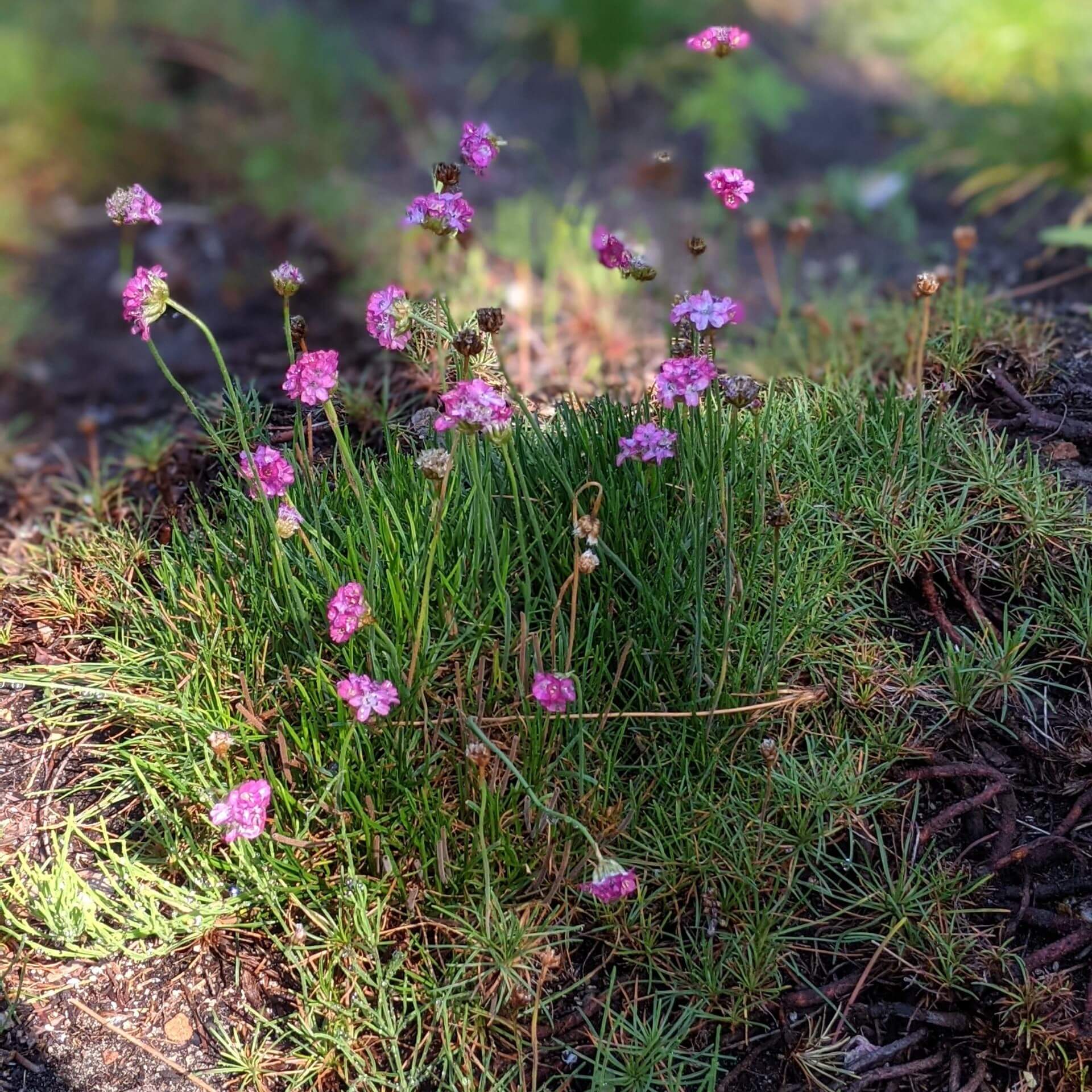 Strand-Grasnelke (Armeria maritima)