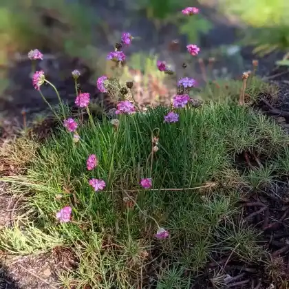 Foto von Strand-Grasnelke (Armeria maritima)