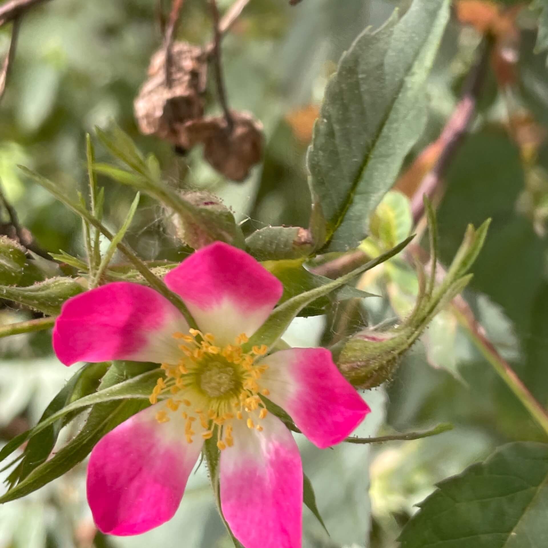 Hechtrose (Rosa glauca)