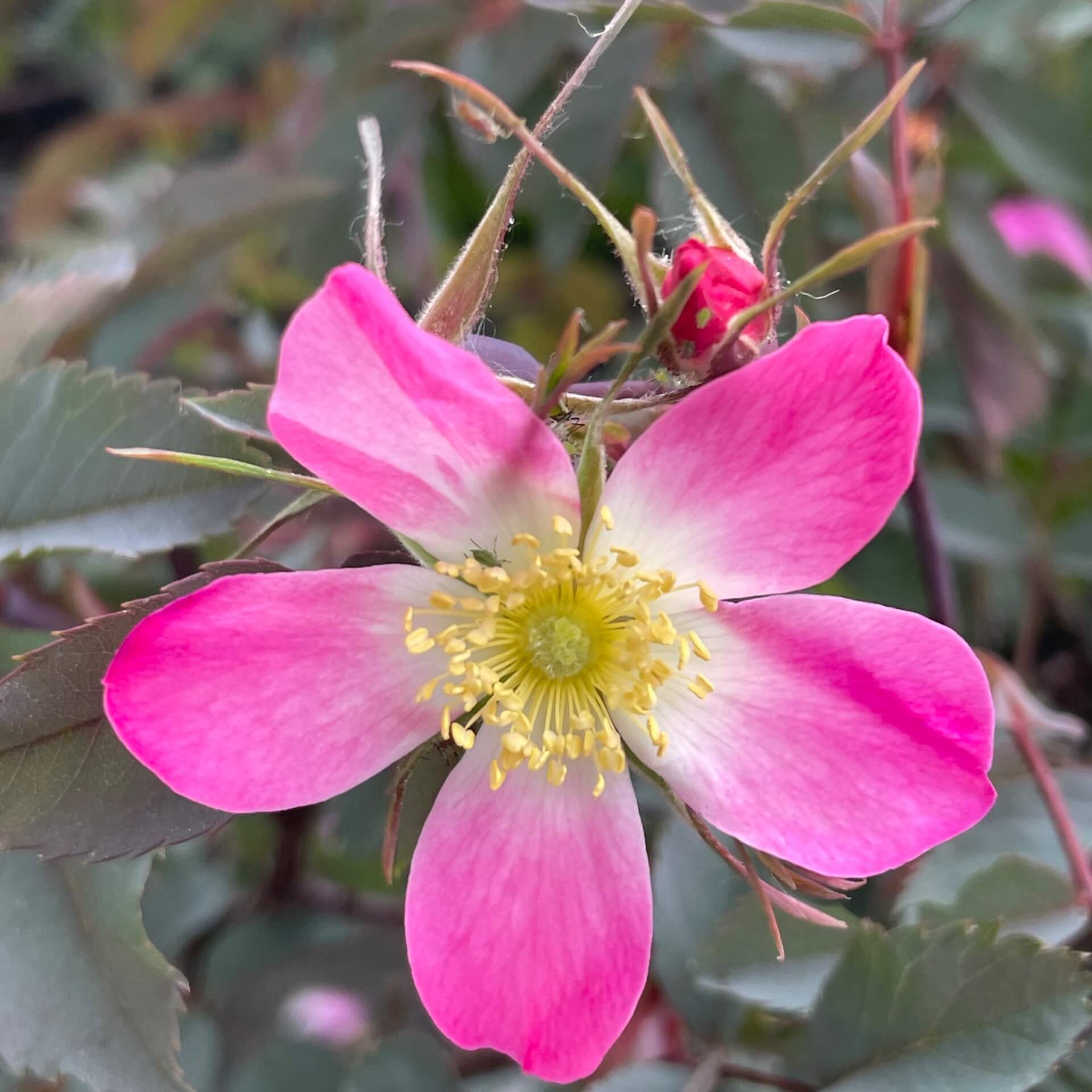 Hechtrose (Rosa glauca)