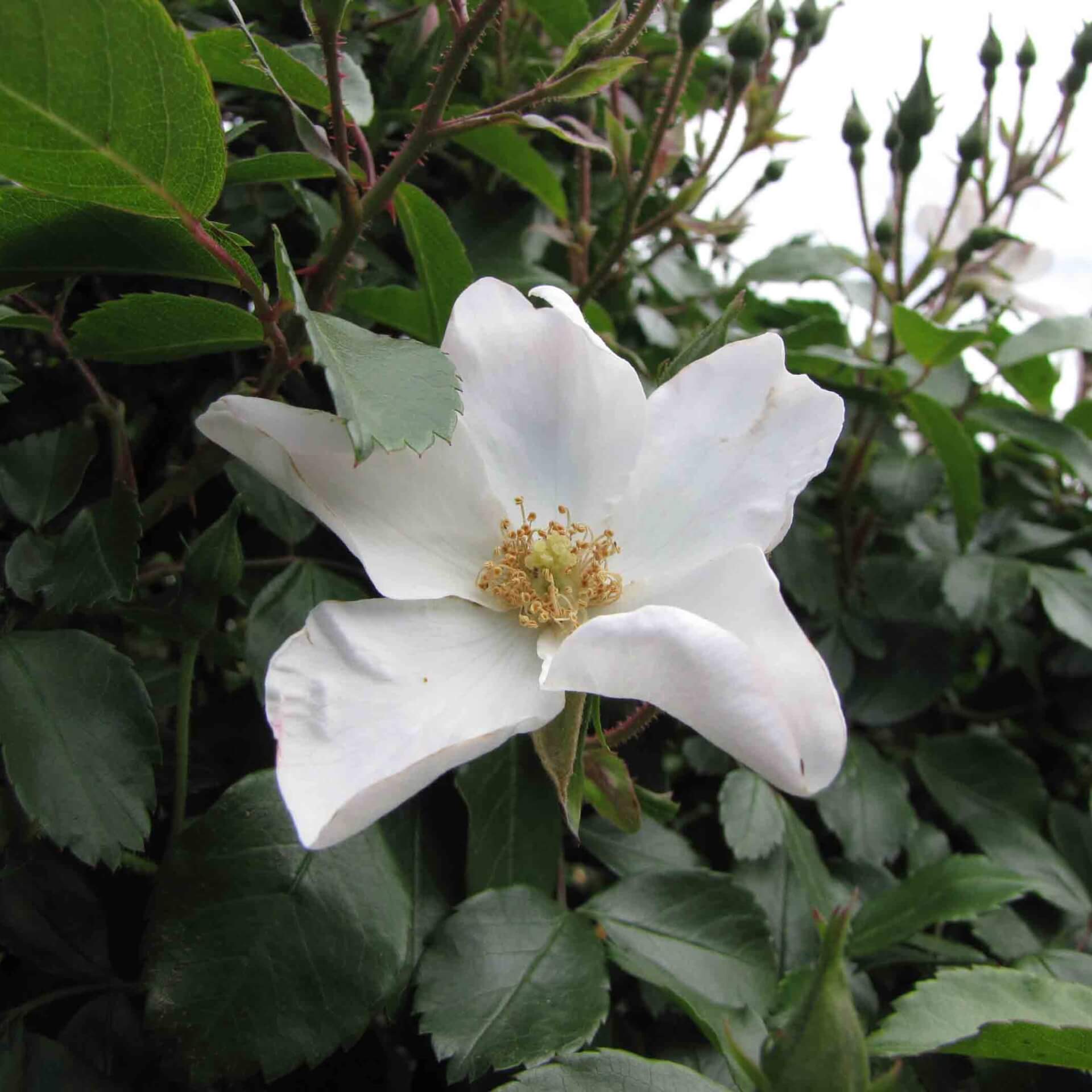 Rose 'Heideschnee' (Rosa 'Heideschnee')