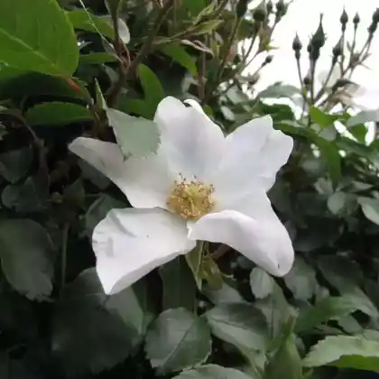 Foto von Rose 'Heideschnee' (Rosa 'Heideschnee')