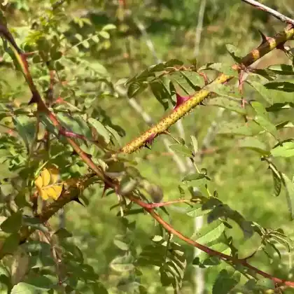 Foto von Chinesische Gold-Rose (Rosa hugonis)