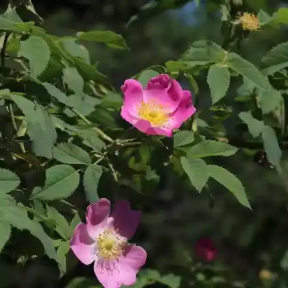 Foto von Raublättrige Rose (Rosa jundzillii)