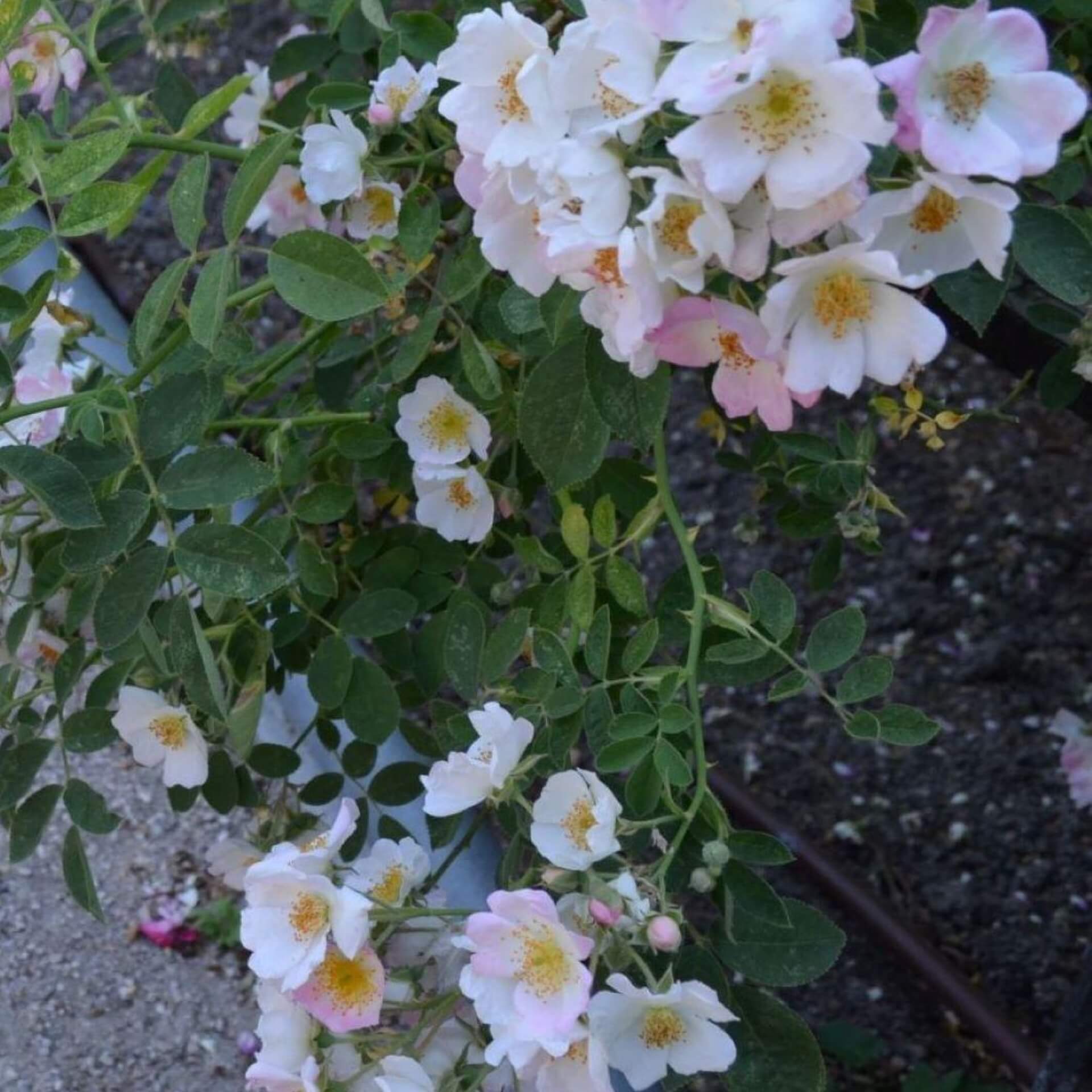 Ramblerrose 'Kew Rambler' (Rosa 'Kew Rambler')