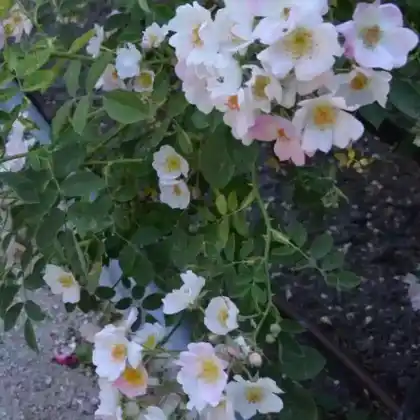 Foto von Ramblerrose 'Kew Rambler' (Rosa 'Kew Rambler')